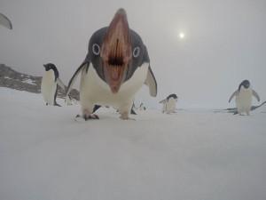 Ceci est un manchot. Pas un pingouin, bordel !