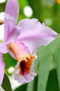 Mille & une orchidées d'Asie