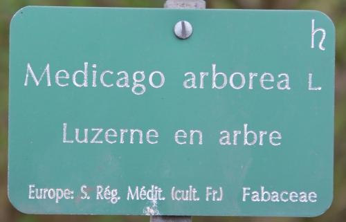 Medicago arborea