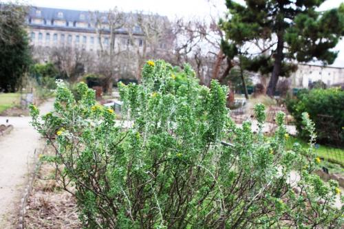 Medicago arborea