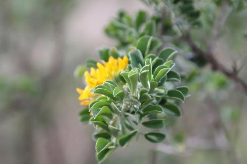 Medicago arborea