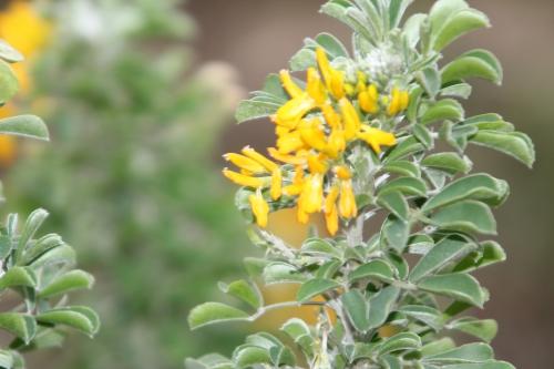 Medicago arborea