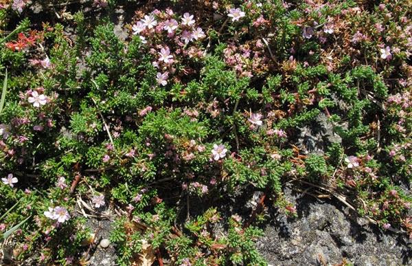 Frankénie lisse (Frankenia laevis)