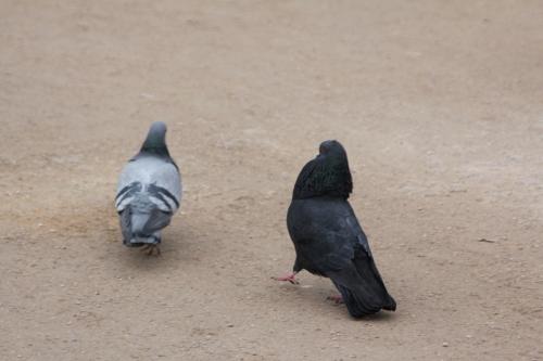 Deux pigeons