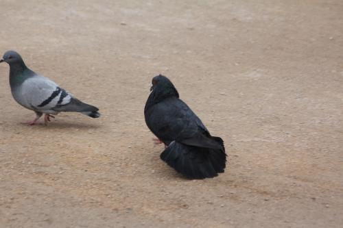 Deux pigeons