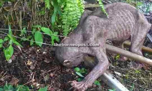 Une étrange créature attaque des ouvriers en Indonésie