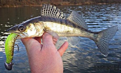 Verticalisation - IV 14-02-2015 (15)