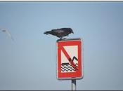 Mouette corbeau même combat...