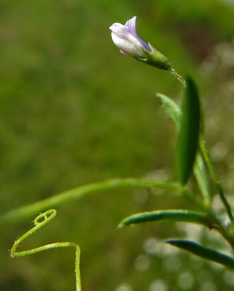 Cicérole (Vicia tetrasperma)