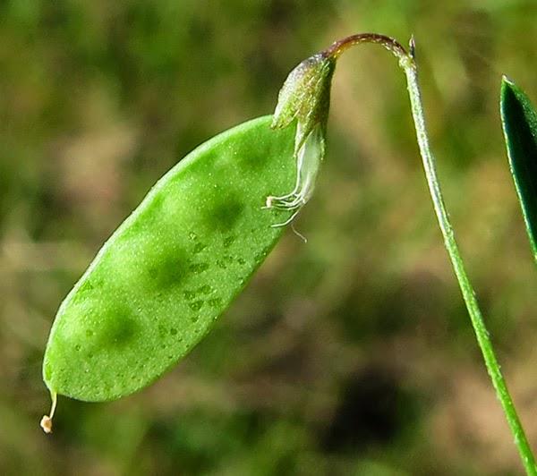 Cicérole (Vicia tetrasperma)