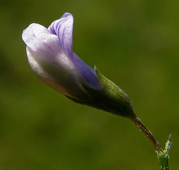 Cicérole (Vicia tetrasperma)