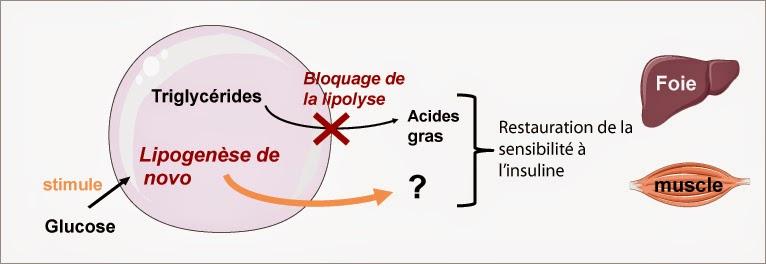 #trendsinendocrinologyandmetabolism #PLIN #protéines #tissuadipeux #lipides Comprendre les rôles de PLIN5 : de la biologie cellulaire à la physiologie