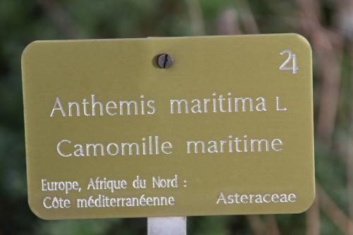 Anthemis maritima