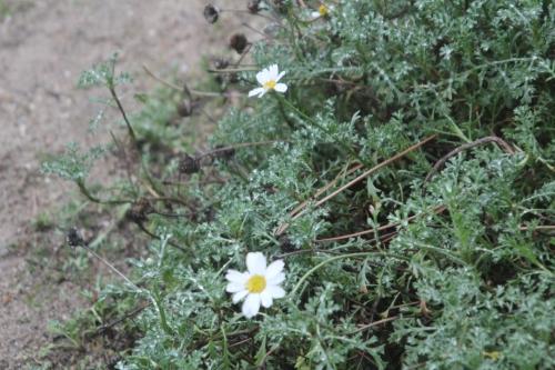 Anthemis maritima