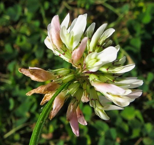 Trèfle rampant (Trifolium repens)