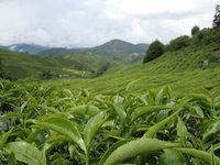 Plantation de thé, de rooibos et de maté
