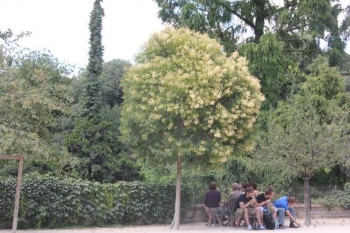 Ligustrum lucidum ou japonicum ?