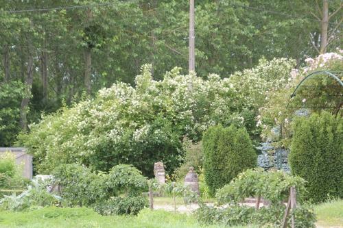 Ligustrum lucidum ou japonicum ?