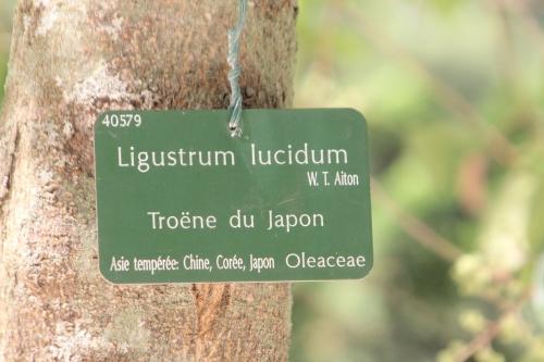 Ligustrum lucidum ou japonicum ?