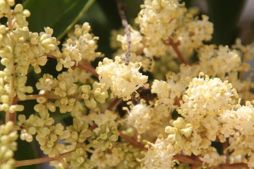 Ligustrum lucidum ou japonicum ?
