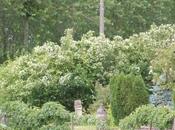 Ligustrum lucidum japonicum