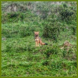 Choquequirao trek: 7 jours sur un sentier Inca secret