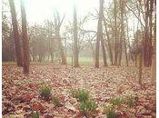 jonquilles sont sorties (juste feuillage...