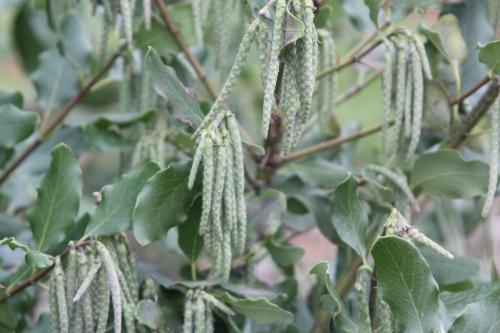 Garrya elliptica