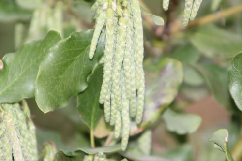 Garrya elliptica