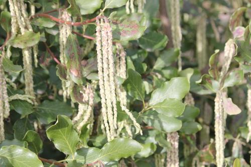 Garrya elliptica