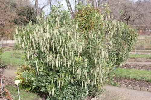 Garrya elliptica