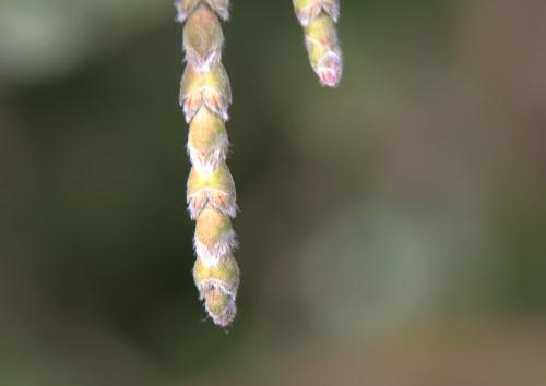 Garrya elliptica