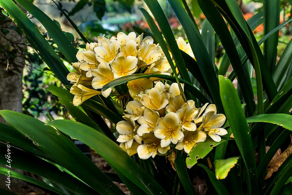 Plante verte à fleurs pour l'ombre: le clivia.