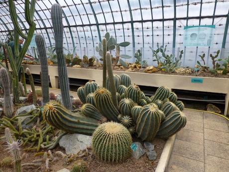 Un espoir pour les serres d’Auteuil…! Un espoir pour les serres d’Auteuil…!