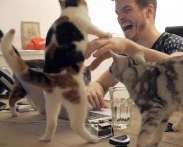 Travailler parmi les chats