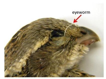 Oxyspirura petrowi, dans l'oeil d'une caille