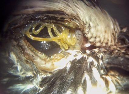 Oxyspirura petrowi, dans l'oeil d'une caille