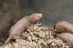 CANCER: La 4è protéine secrète du rat-taupe – PNAS