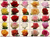 Aujourd'hui vous propose grande production varoise nuances roses