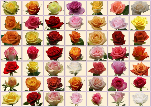 49 nuances de roses SICA MAF
