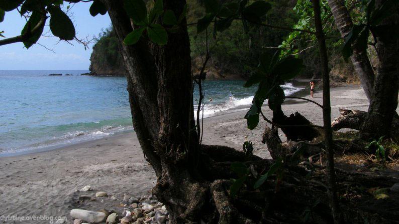 Aujourd'hui ... sable noir et cocotiers ... à l'Anse Couleuvre !