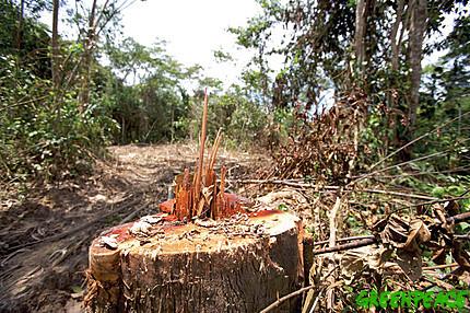 La France doit annoncer sa contribution à la lutte immédiate contre la déforestation
