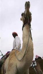 à dos de chameau