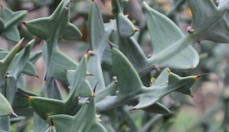 Colletia paradoxa, une beauté étrange et démoniaque