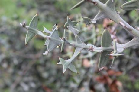 Colletia paradoxa, une beauté étrange et démoniaque