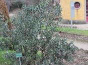 Colletia paradoxa, beauté étrange démoniaque