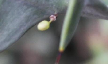 Colletia paradoxa, une beauté étrange et démoniaque