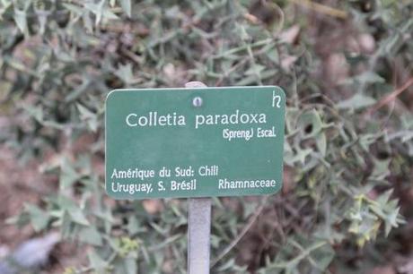 Colletia paradoxa, une beauté étrange et démoniaque