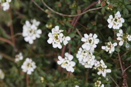 Iberis sempervirens