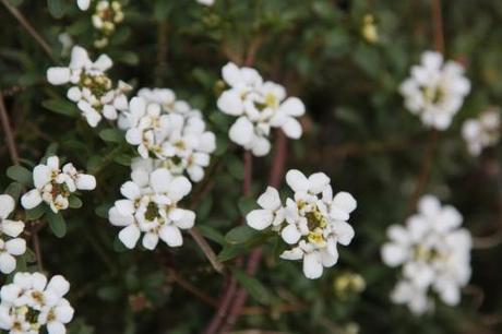 Iberis sempervirens